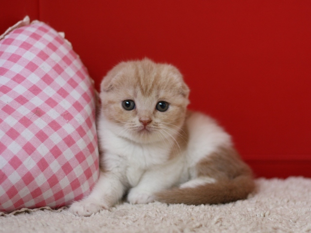 スコティッシュフォールドの子猫画像
