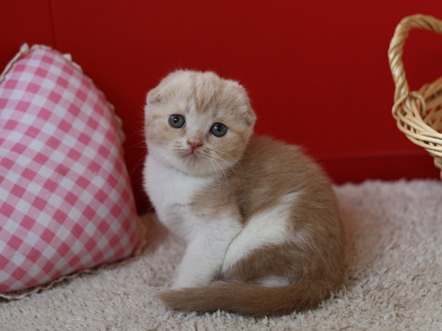 スコティッシュフォールドの子猫画像