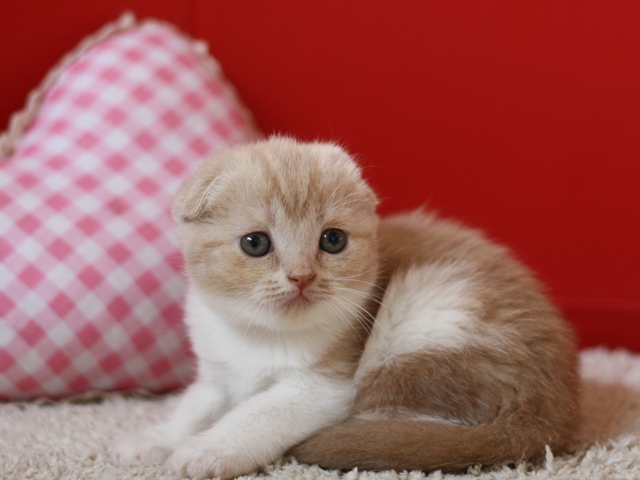 スコティッシュフォールドの子猫画像