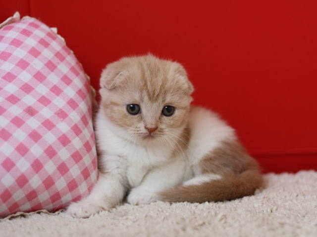 スコティッシュフォールドの子猫画像