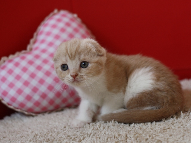スコティッシュフォールドの子猫画像