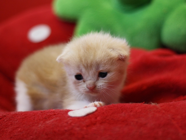 スコティッシュフォールドの子猫画像