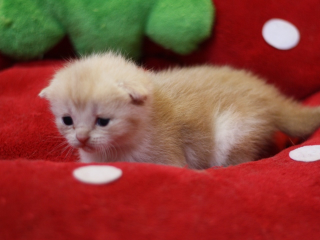 スコティッシュフォールドの子猫画像
