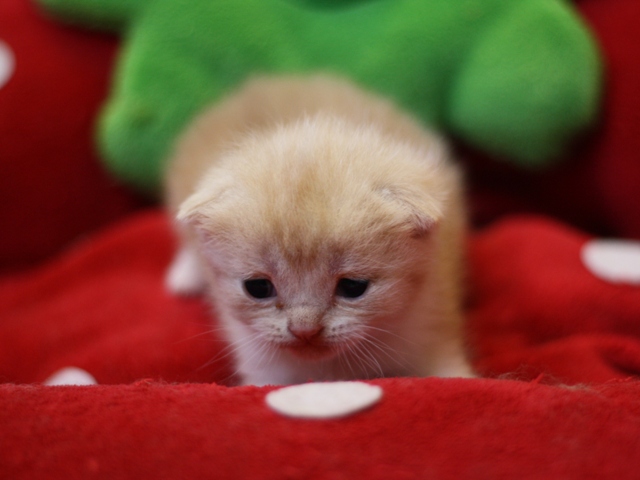 スコティッシュフォールドの子猫画像