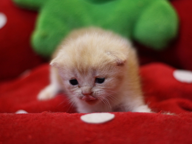 スコティッシュフォールドの子猫画像