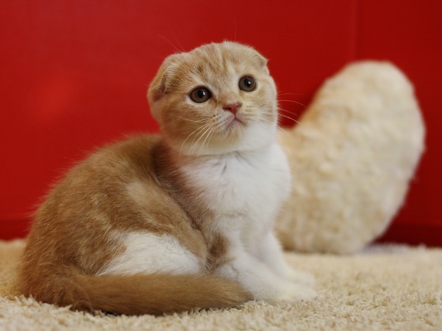 スコティッシュフォールドの子猫画像