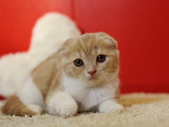 スコティッシュフォールドの子猫画像