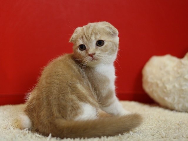 スコティッシュフォールドの子猫画像