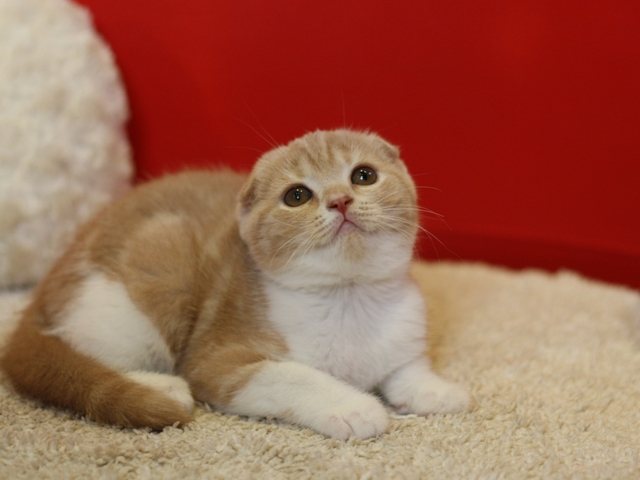 スコティッシュフォールドの子猫画像