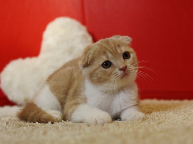 スコティッシュフォールドの子猫画像