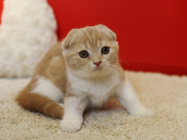 スコティッシュフォールドの子猫画像