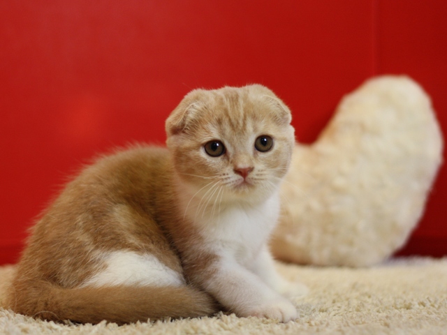 スコティッシュフォールドの子猫画像