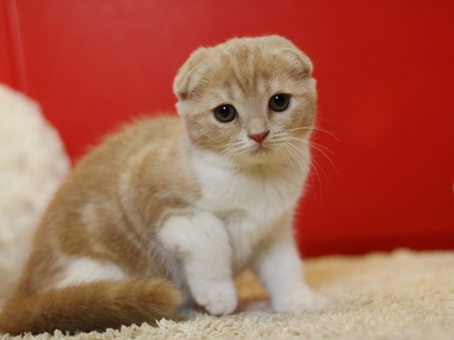 スコティッシュフォールドの子猫画像