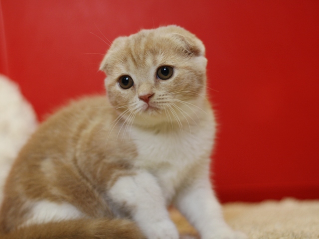 スコティッシュフォールドの子猫画像
