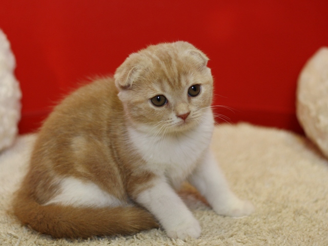 スコティッシュフォールドの子猫画像