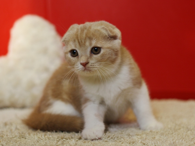 スコティッシュフォールドの子猫画像