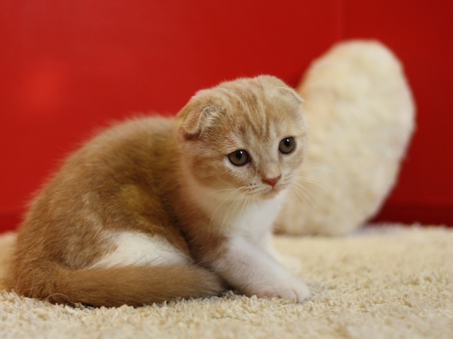 スコティッシュフォールドの子猫画像