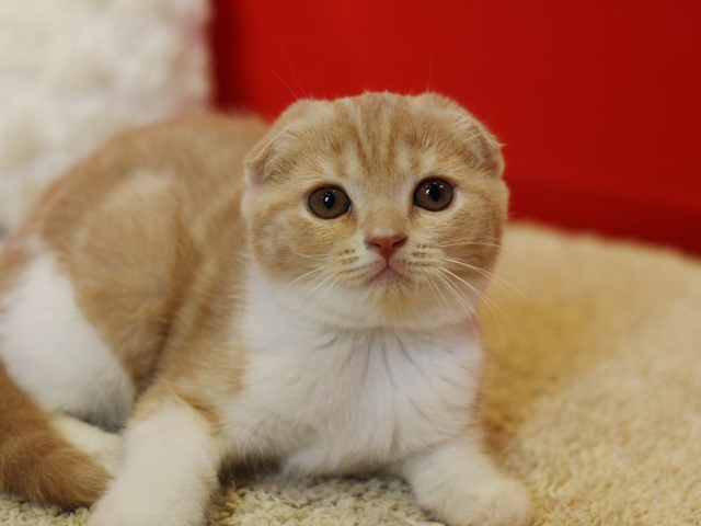 スコティッシュフォールドの子猫画像
