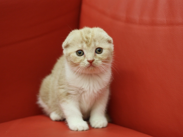 スコティッシュフォールドの子猫画像
