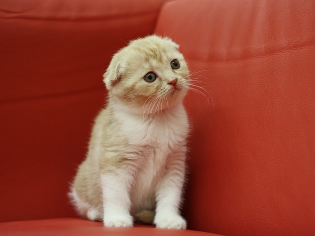 スコティッシュフォールドの子猫画像