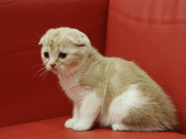 スコティッシュフォールドの子猫画像