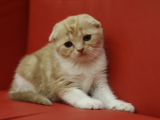 スコティッシュフォールドの子猫画像