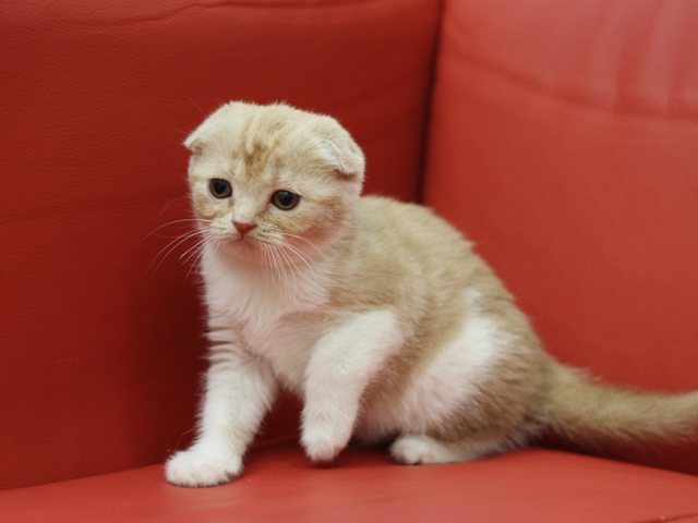 スコティッシュフォールドの子猫画像