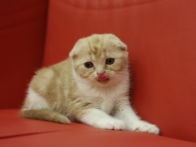 スコティッシュフォールドの子猫画像