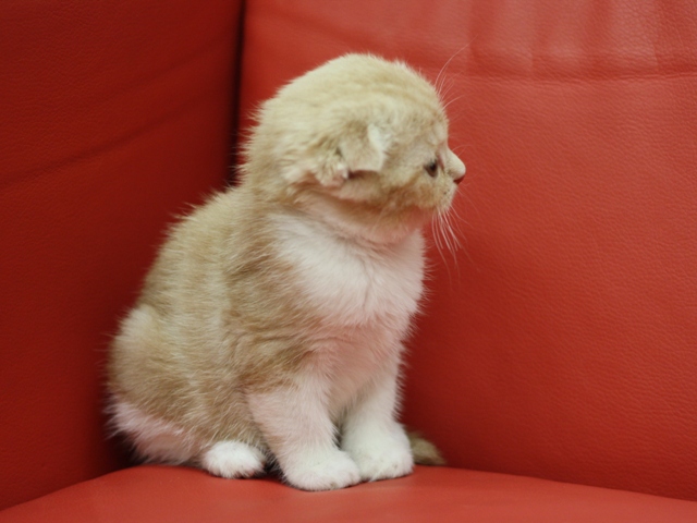 スコティッシュフォールドの子猫画像