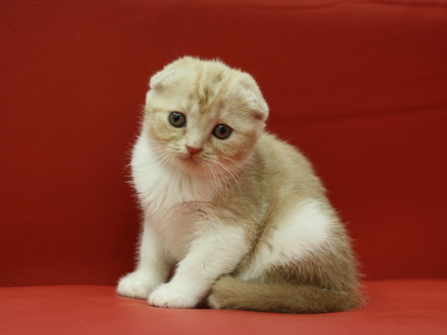 スコティッシュフォールドの子猫画像