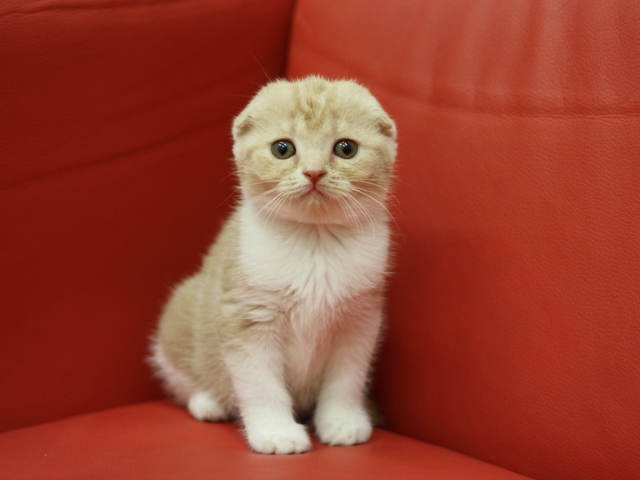 スコティッシュフォールドの子猫画像