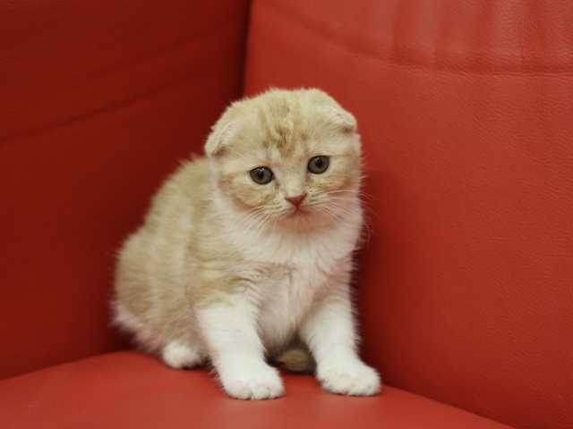 スコティッシュフォールドの子猫画像