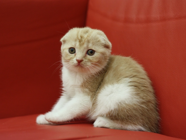 スコティッシュフォールドの子猫画像