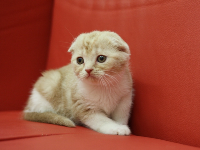 スコティッシュフォールドの子猫画像