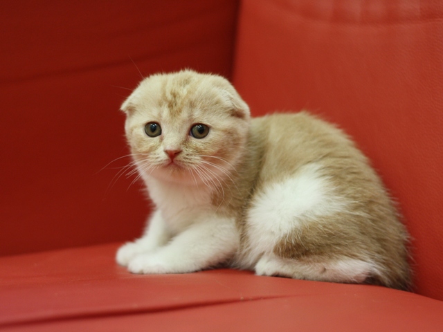スコティッシュフォールドの子猫画像