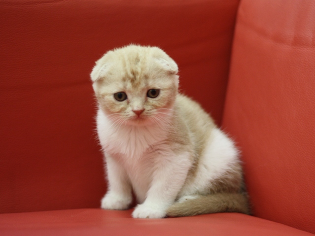スコティッシュフォールドの子猫画像