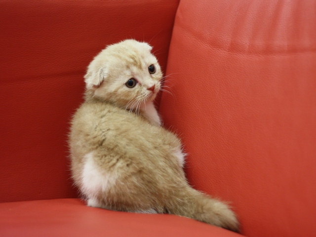 スコティッシュフォールドの子猫画像