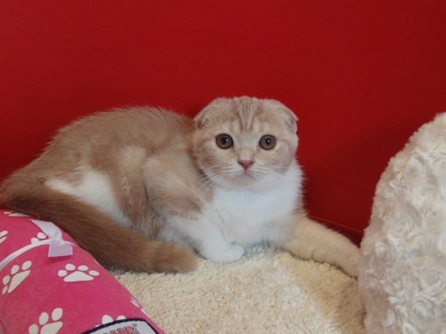 スコティッシュフォールドの子猫画像