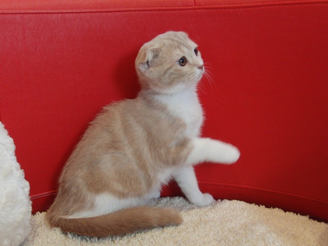 スコティッシュフォールドの子猫画像