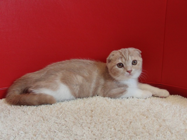 スコティッシュフォールドの子猫画像