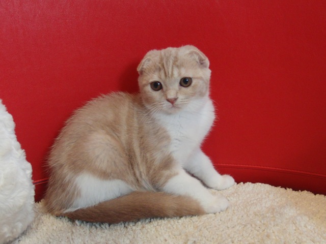 スコティッシュフォールドの子猫画像