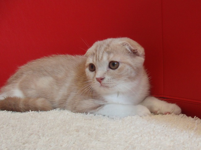 スコティッシュフォールドの子猫画像