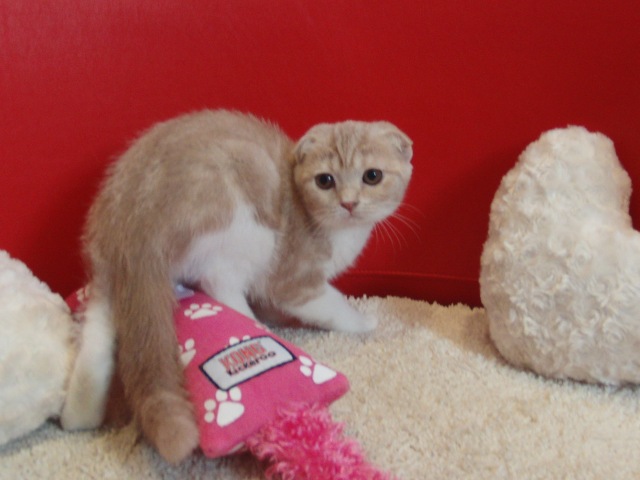 スコティッシュフォールドの子猫画像