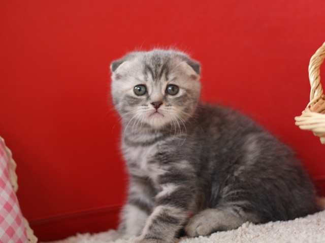 スコティッシュフォールドの子猫画像