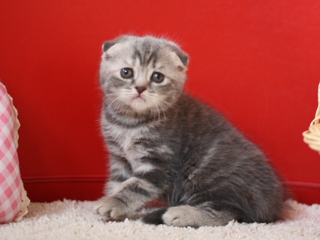 スコティッシュフォールドの子猫画像