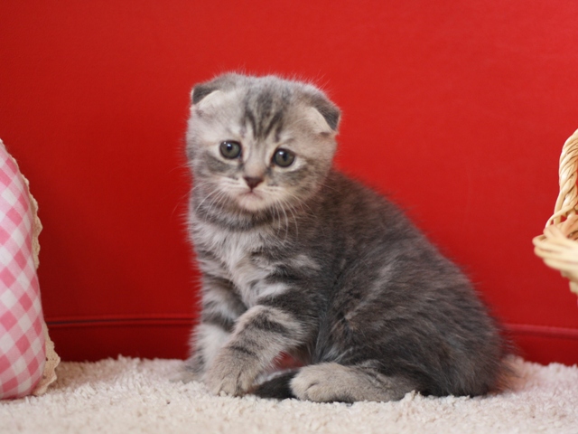 スコティッシュフォールドの子猫画像