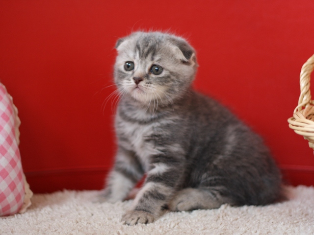 スコティッシュフォールドの子猫画像