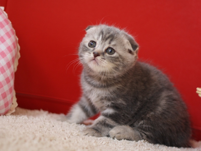 スコティッシュフォールドの子猫画像