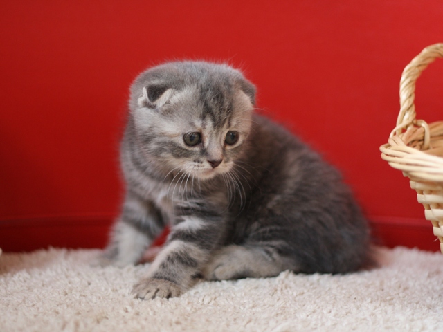 スコティッシュフォールドの子猫画像