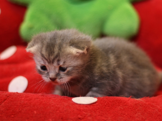 スコティッシュフォールドの子猫画像